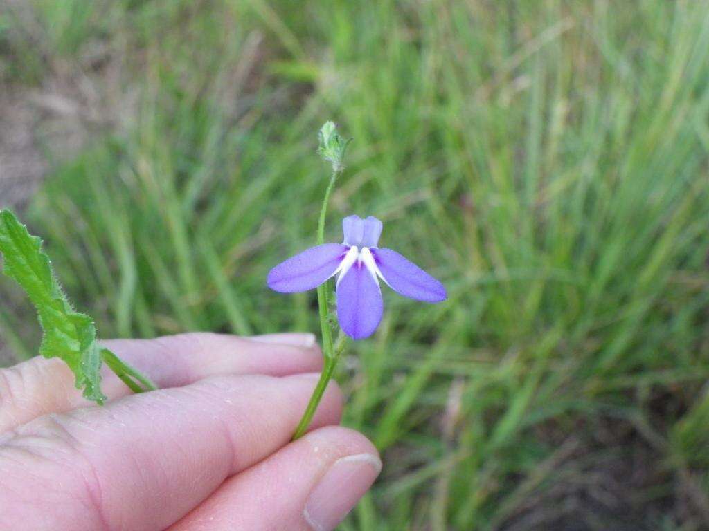 Image of Lobelia cochleariifolia Diels