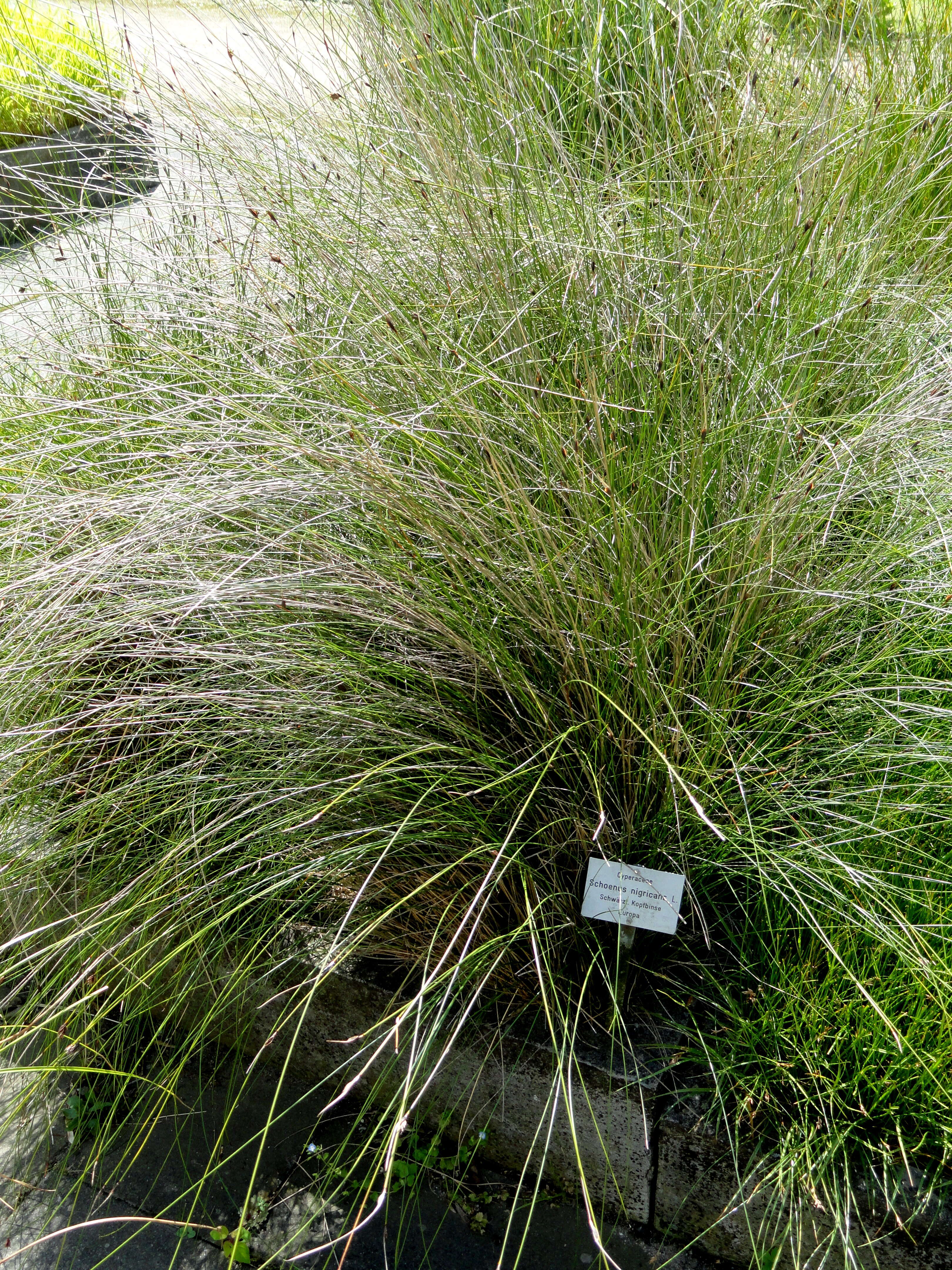 Image of Black Bog-rush