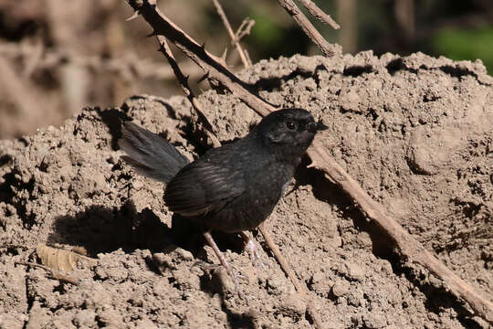 Scytalopus fuscus Gould 1837 resmi