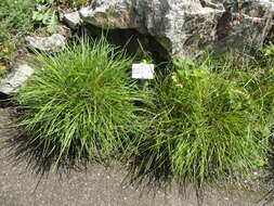 Image of blue moor grass