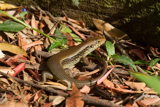 Image of Major Skink