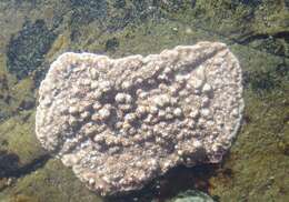 Image of Spongites yendoi