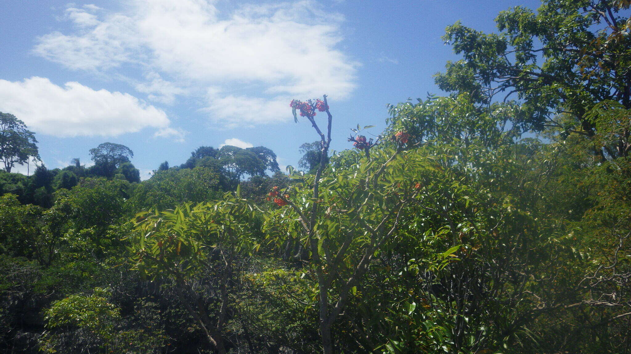 Image of Neoharmsia baronii (Drake) M. Peltier