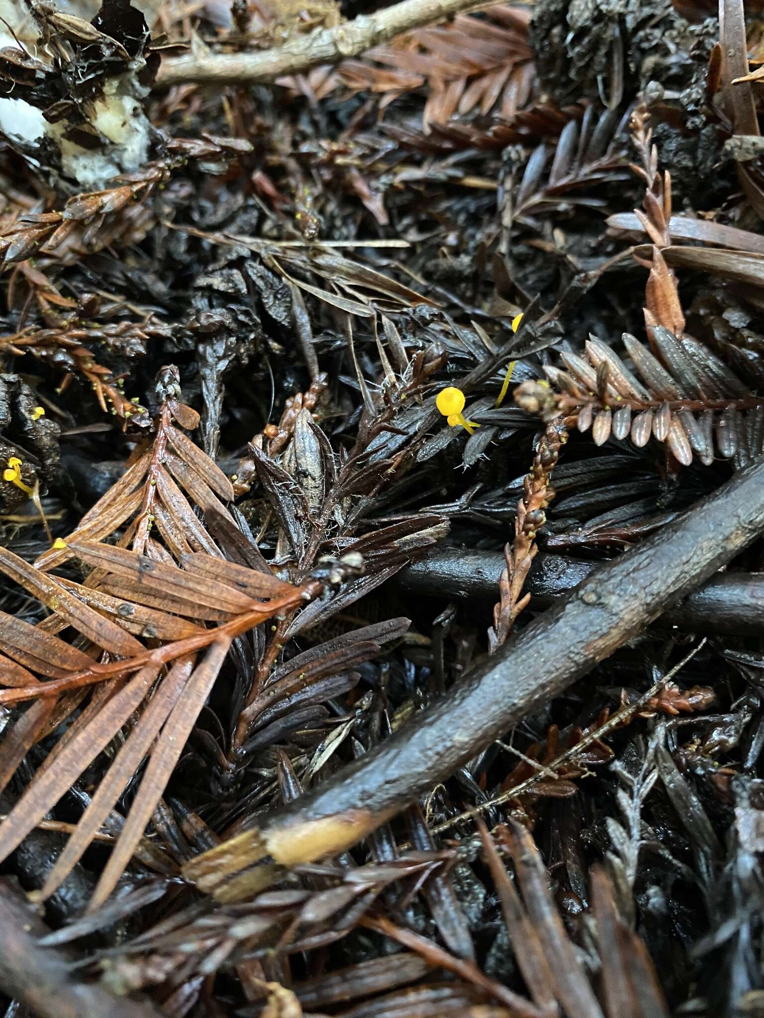 Mycena oregonensis A. H. Sm. 1936的圖片