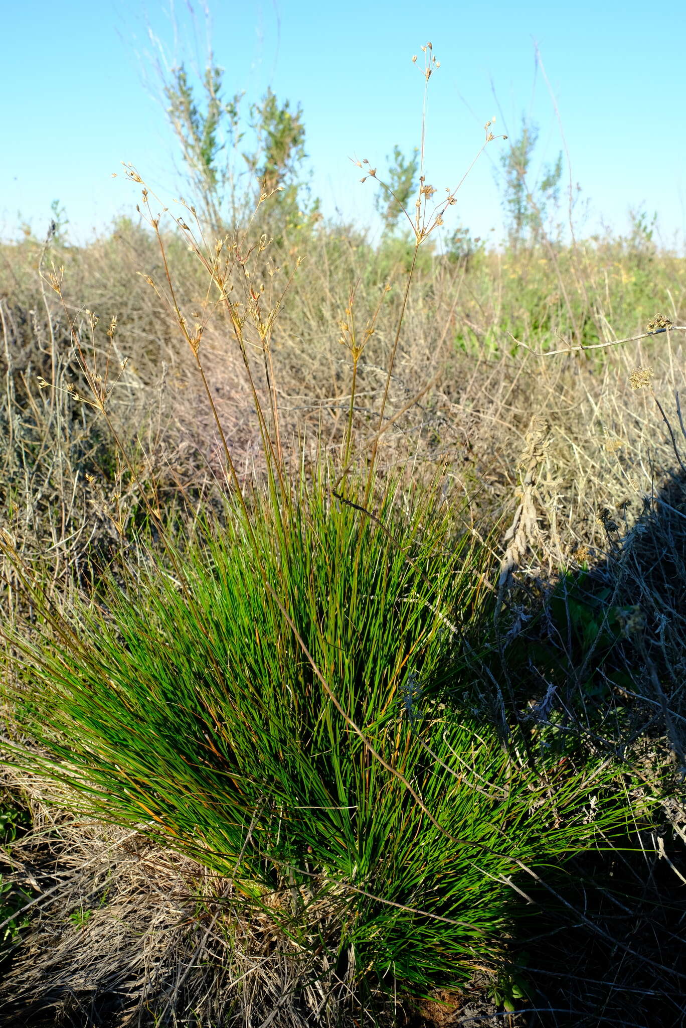 صورة Juncus capensis Thunb.