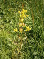 Image of Yellow rattle