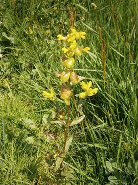 Image of Yellow rattle