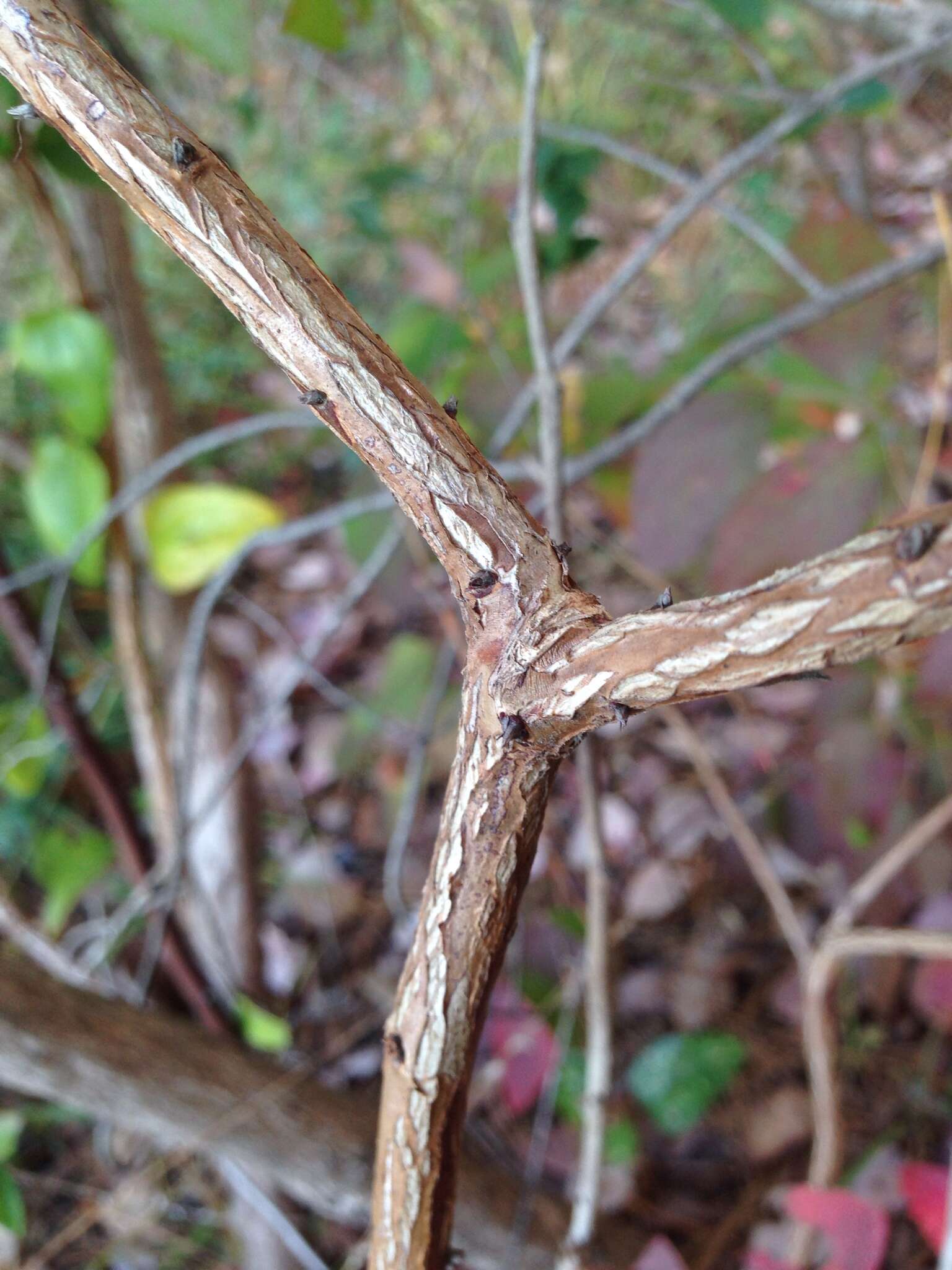 Plancia ëd Vaccinium fuscatum Ait.