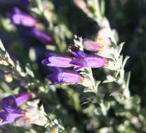 Image of Thompson's beardtongue