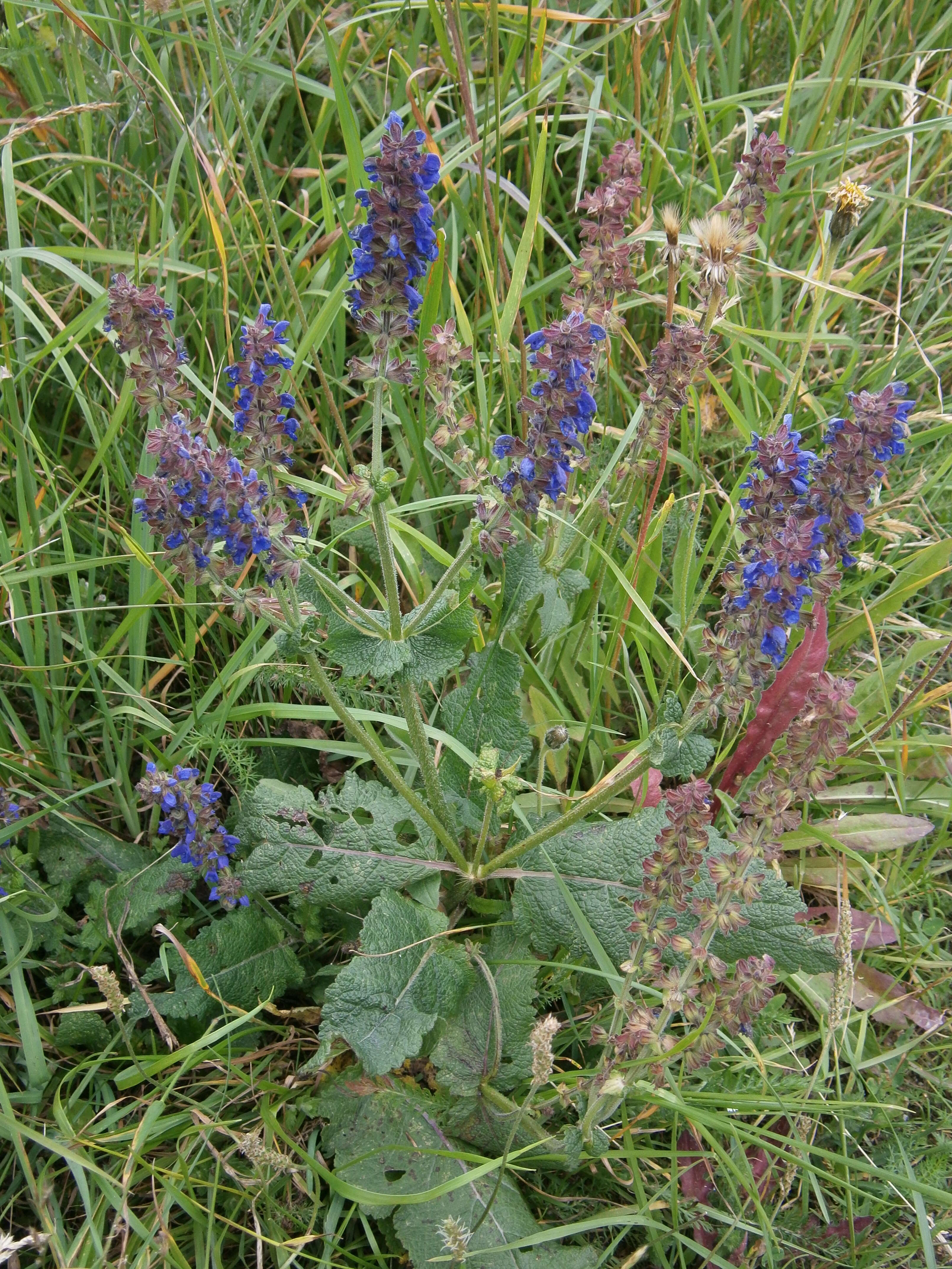 Imagem de Salvia pratensis L.