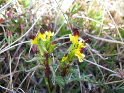 Image de Pedicularis flammea L.