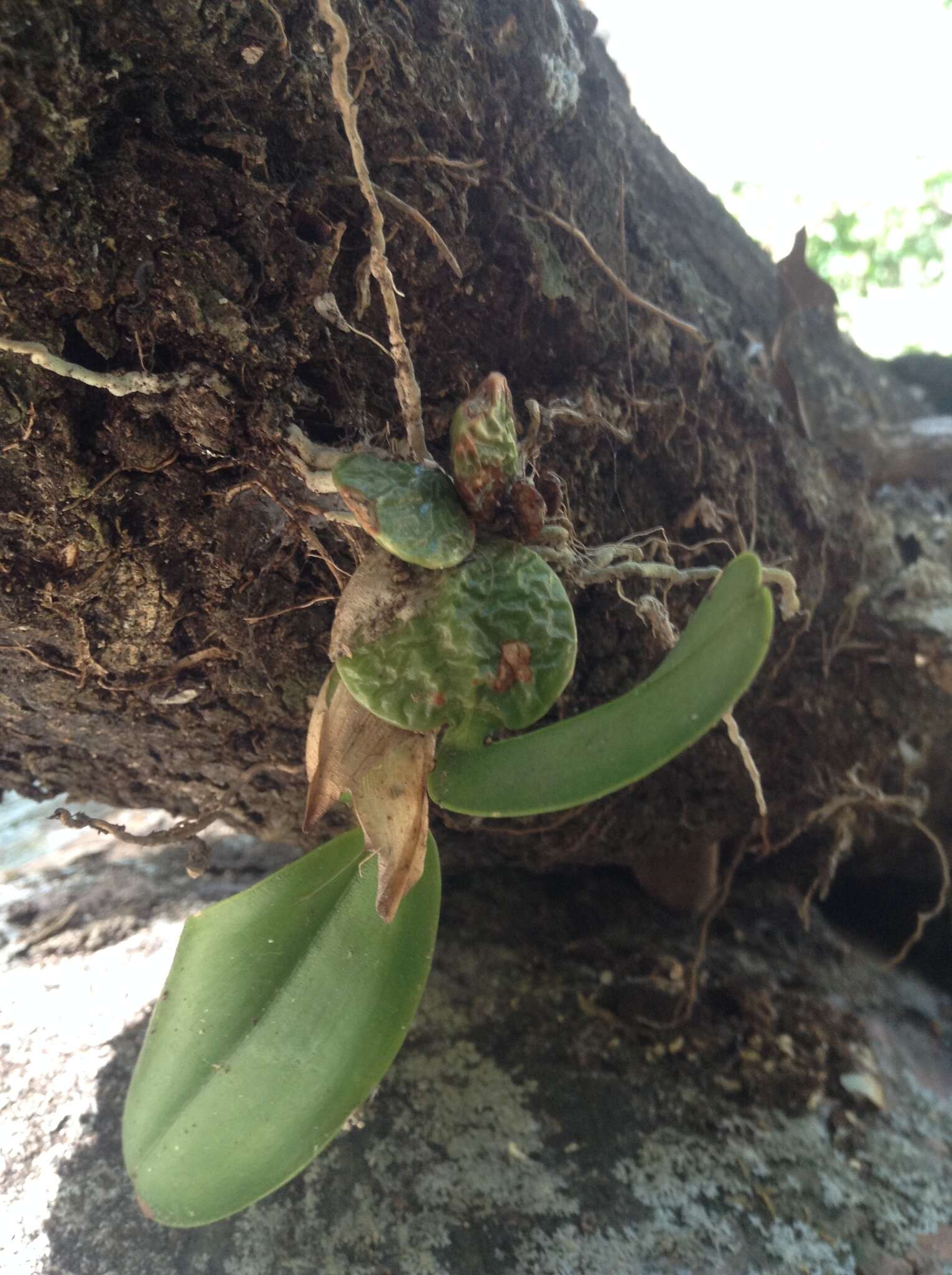 Plancia ëd Laelia rubescens Lindl.