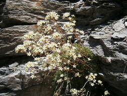 Image of Livelong Saxifrage