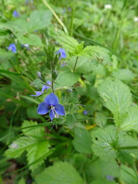 Sivun Veronica chamaedrys subsp. chamaedrys kuva