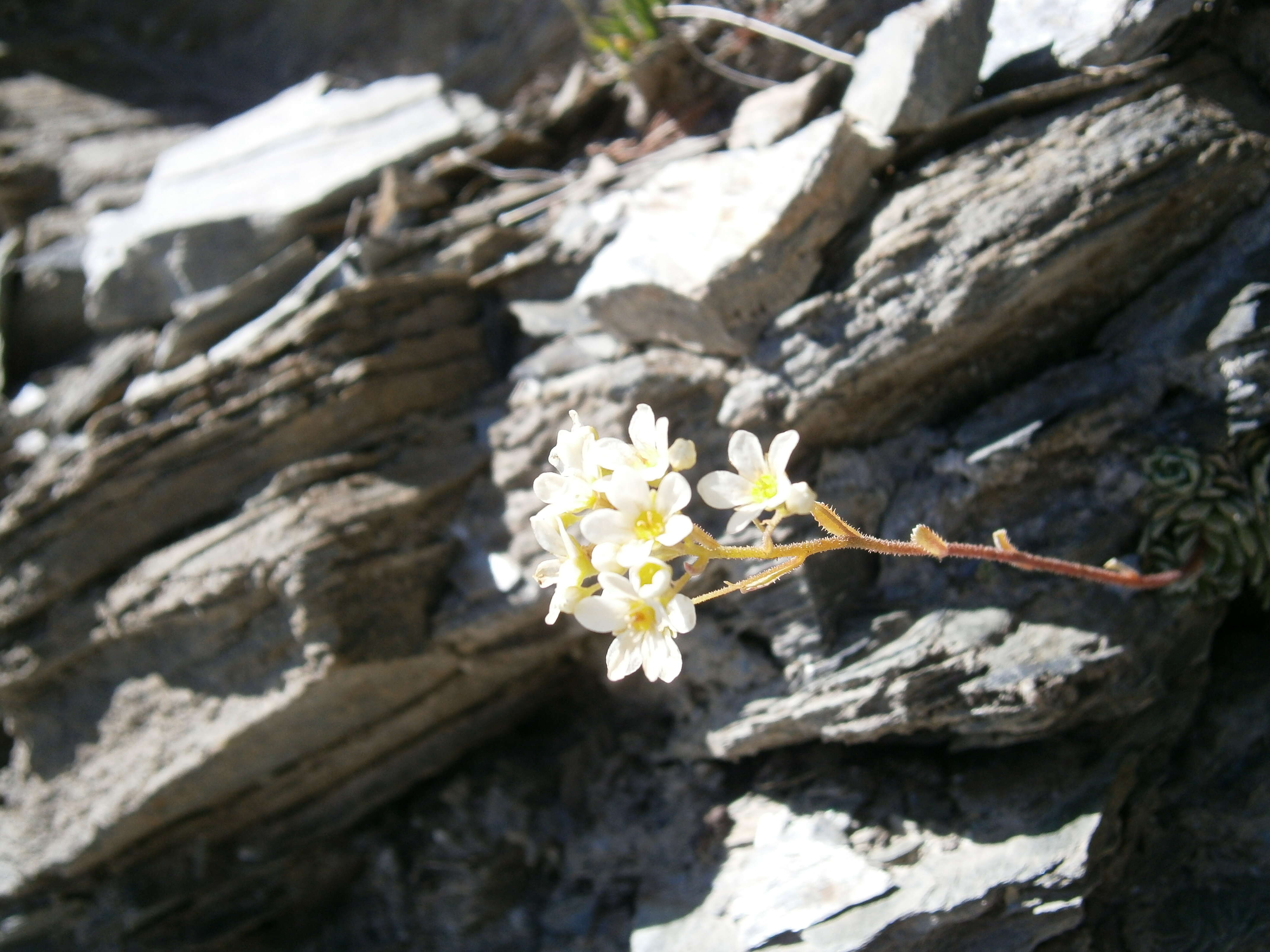 Image of Livelong Saxifrage