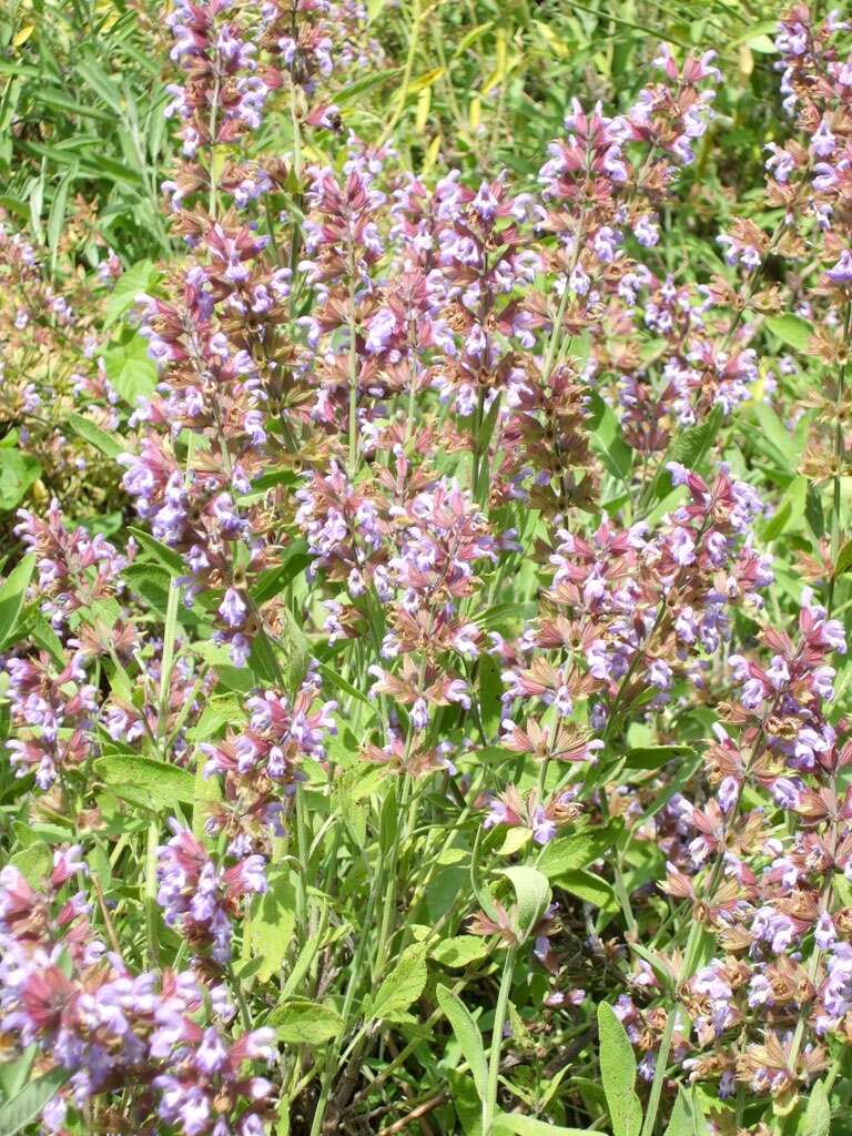 Imagem de Salvia officinalis L.