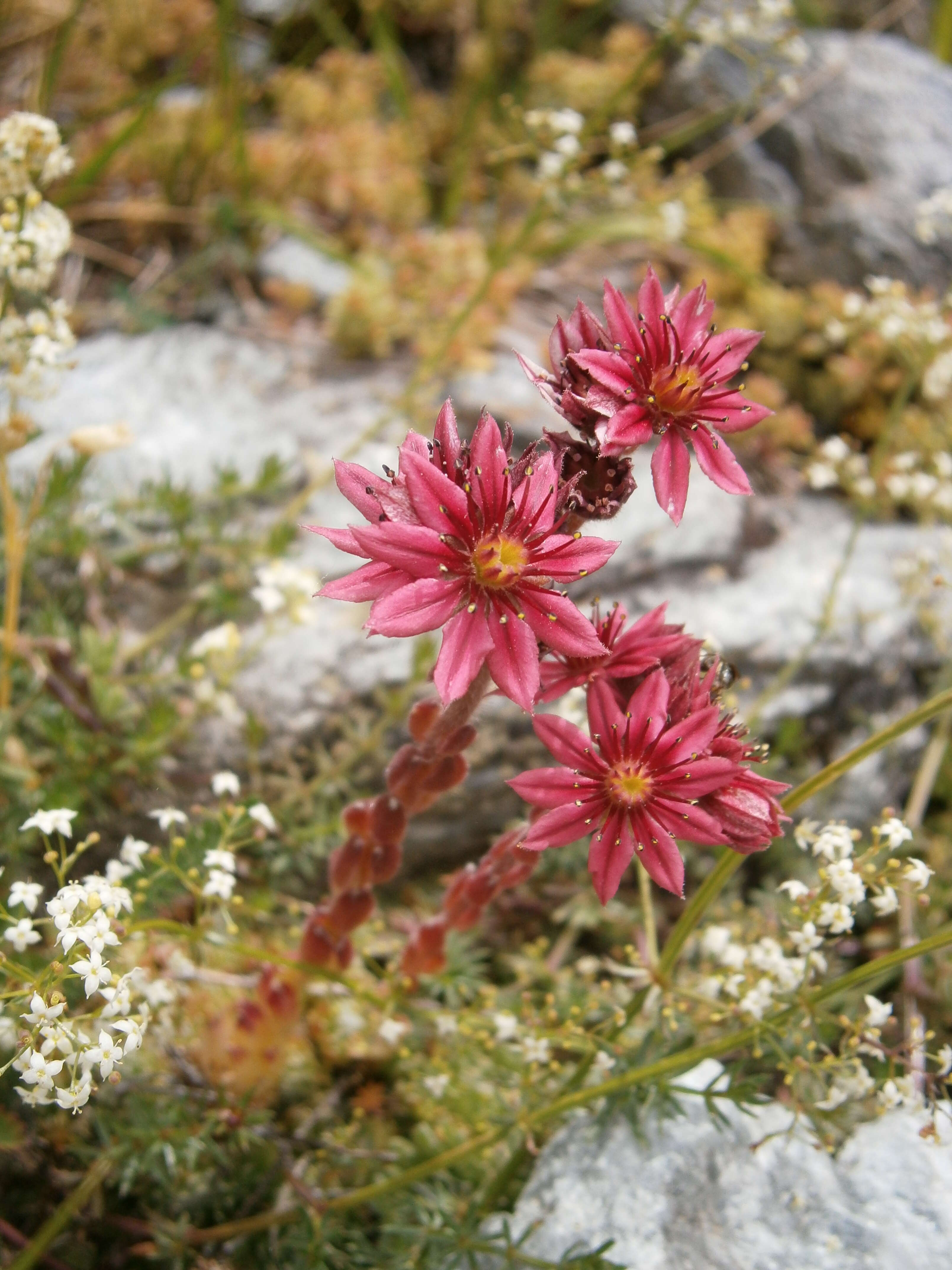 Image of Cobweb Houseleek