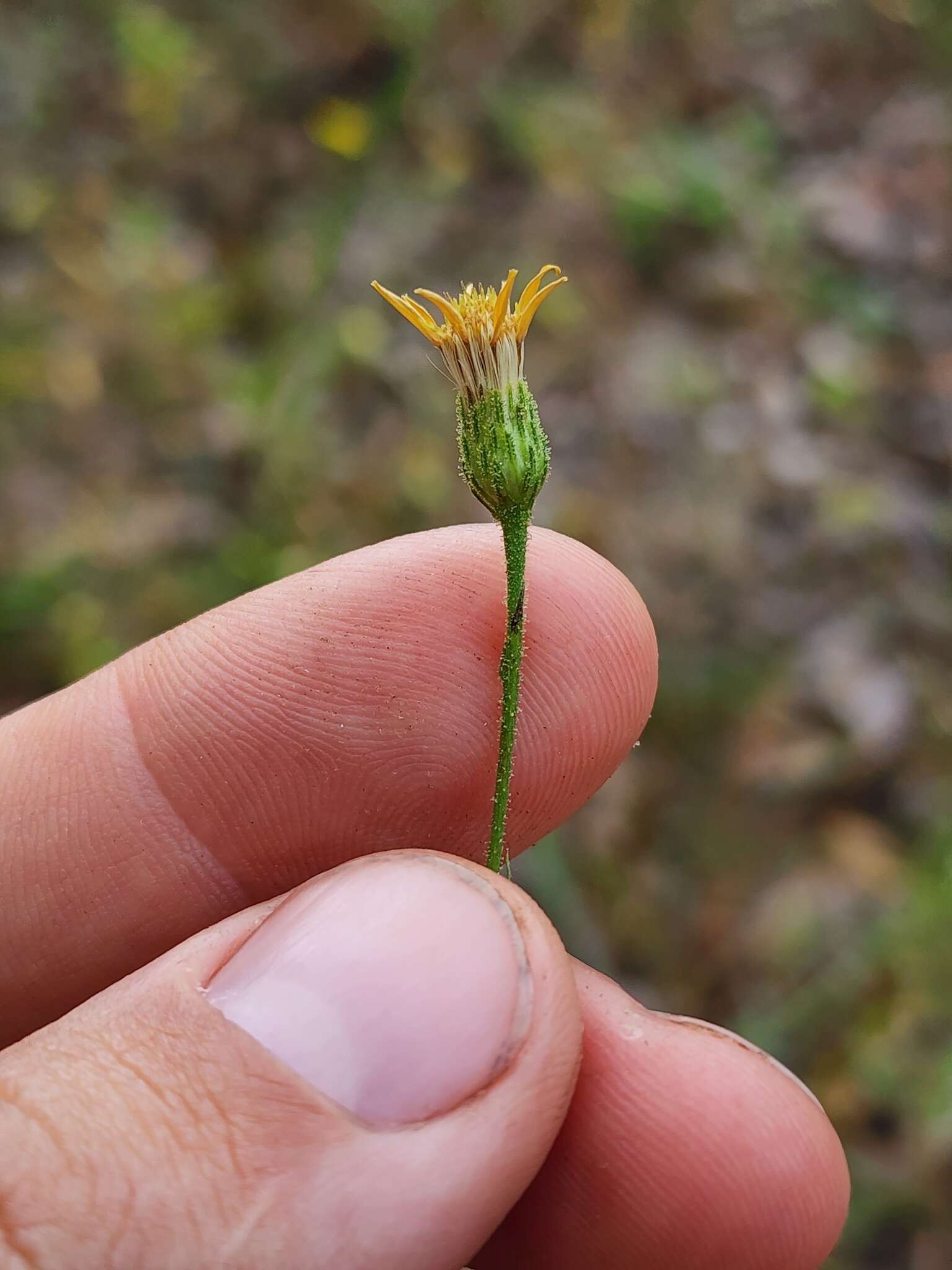 Pityopsis aspera (A. Gray) Small resmi