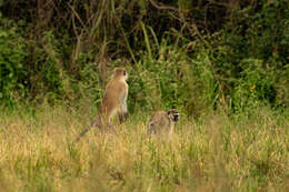 Image of Reddish-green Vervet Monkey