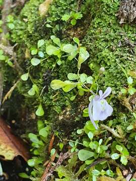 Image de Utricularia sandersonii Oliv.