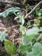 Image of claspleaf twistedstalk