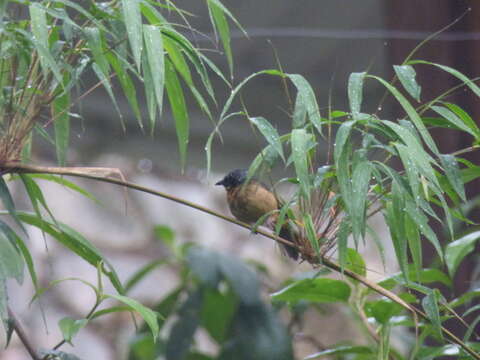 Image of Black-eared Hemispingus