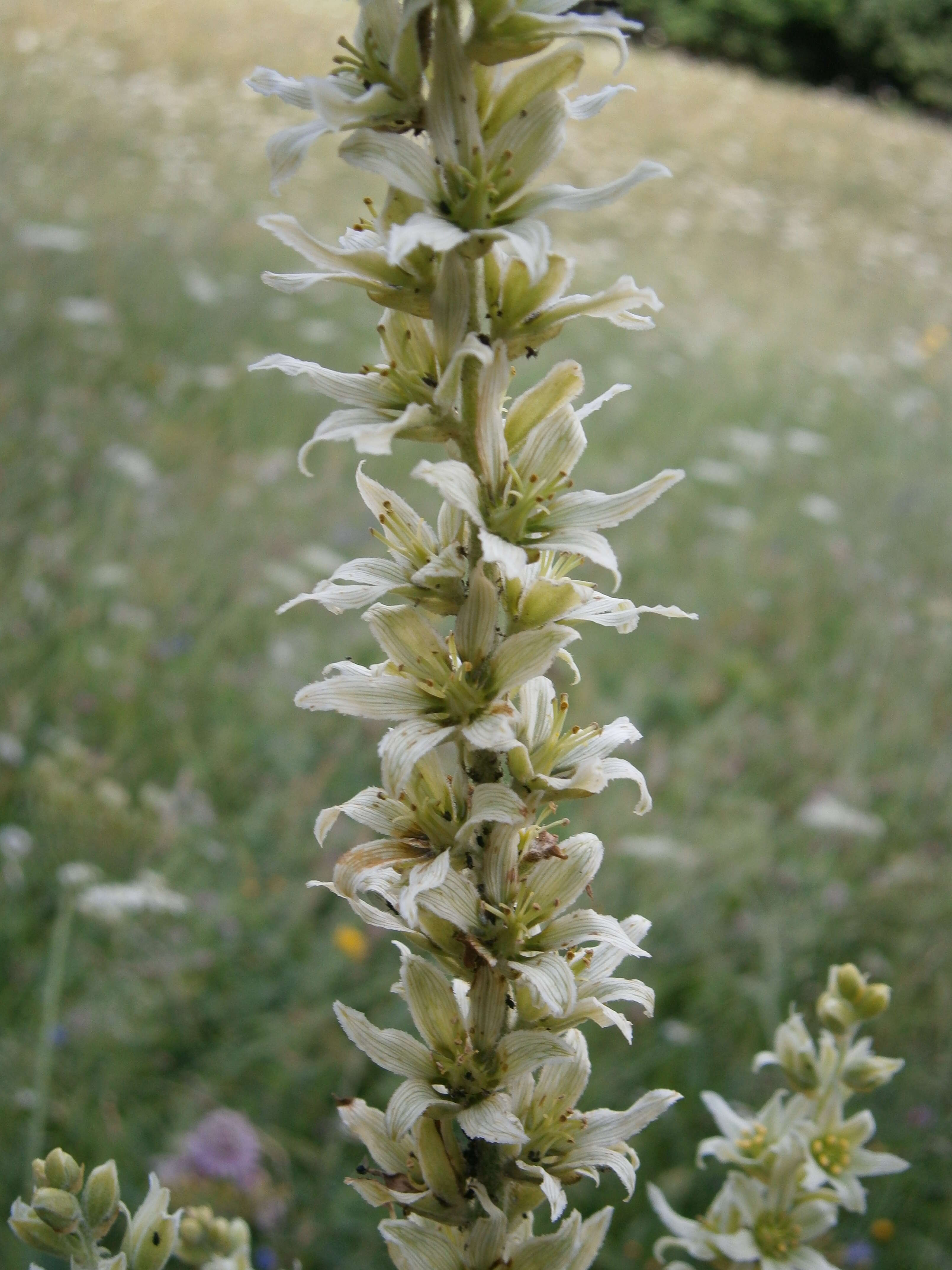 Image of European white hellebore