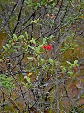 Image of Grevillea parvula W. Molyneux & V. Stajsic