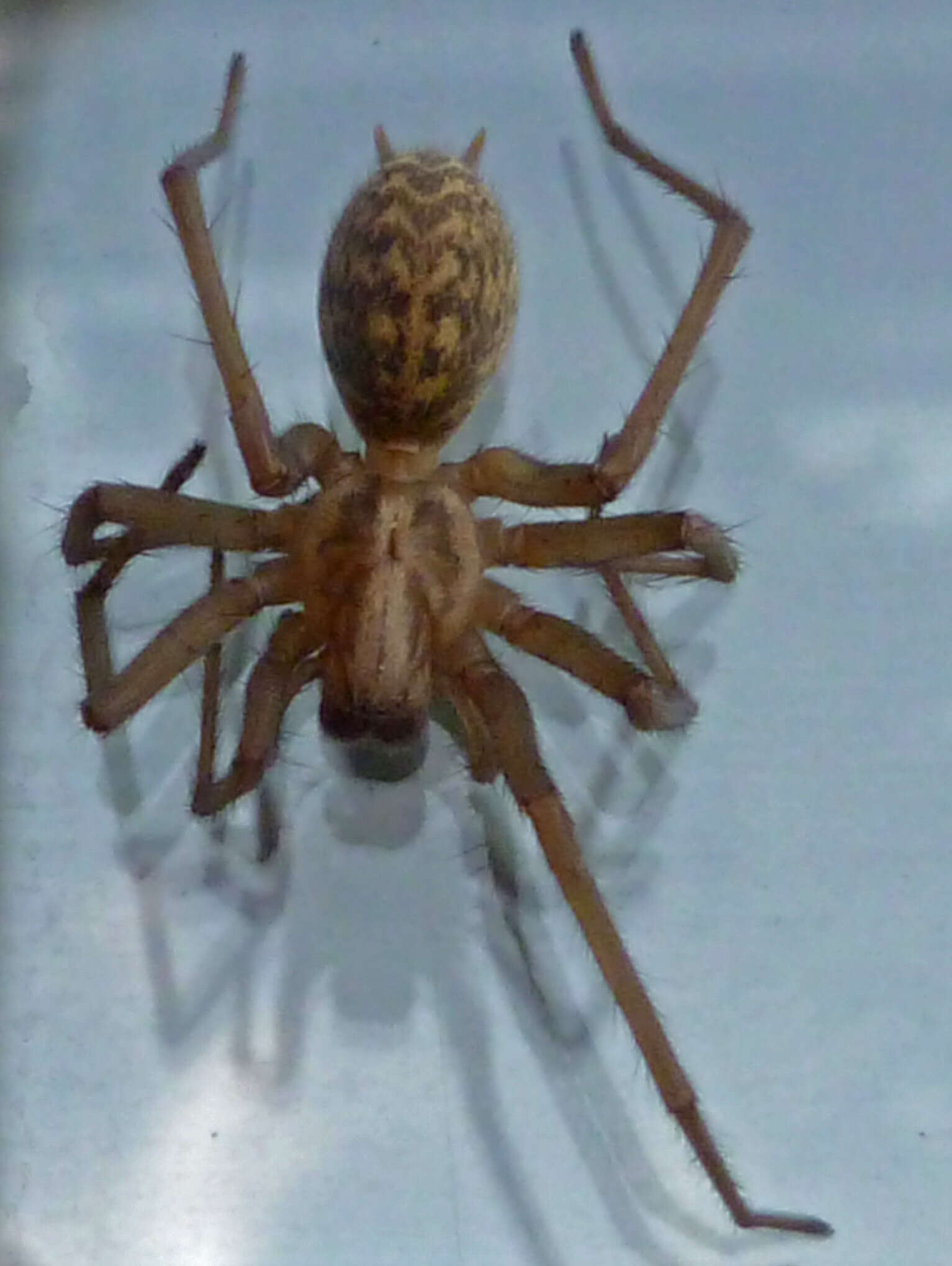 Image of Giant House Spider