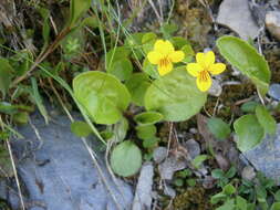 Image of arctic yellow violet