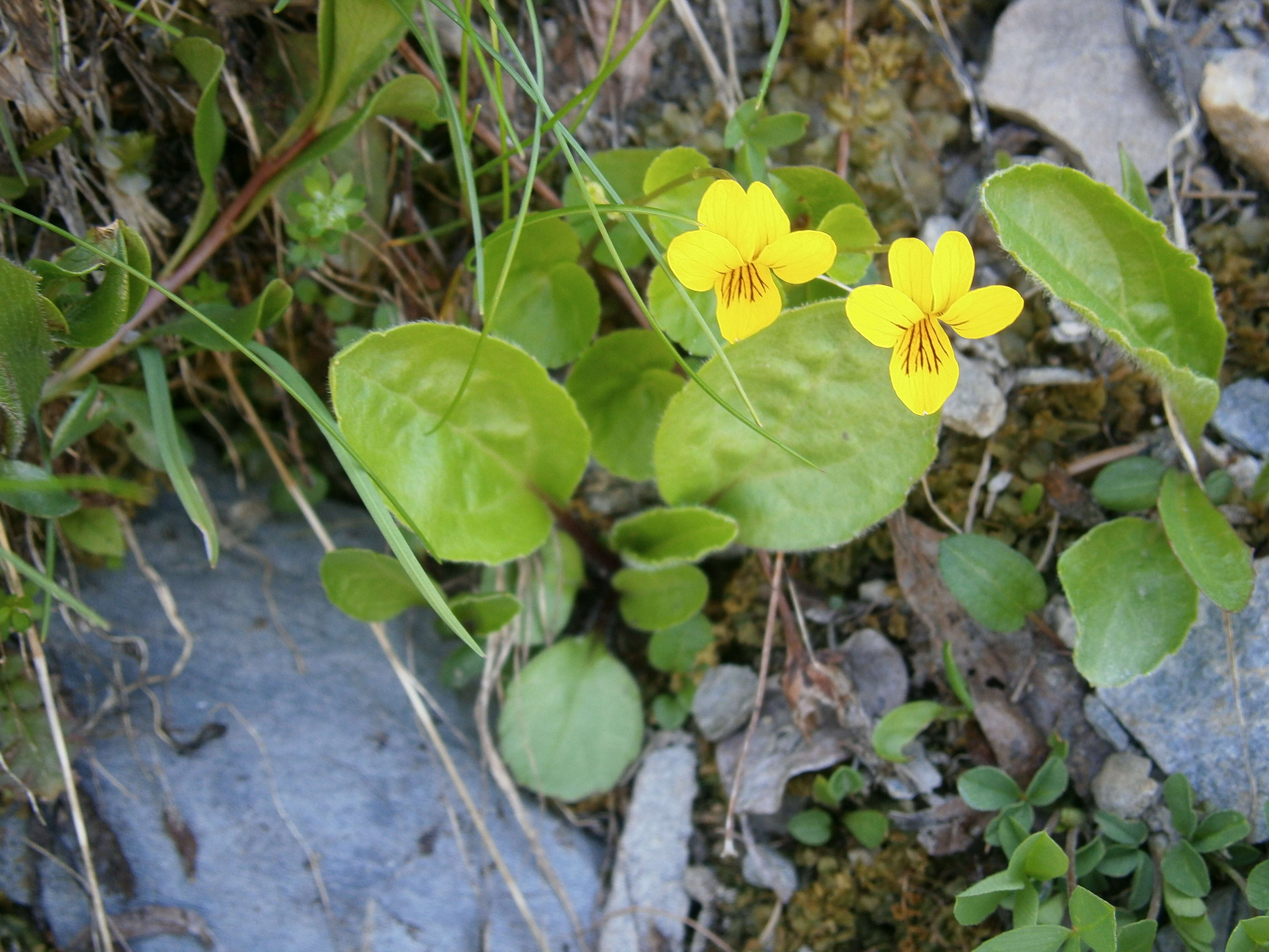 Image of arctic yellow violet