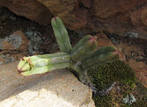 Image of Crassula pyramidalis Thunb.