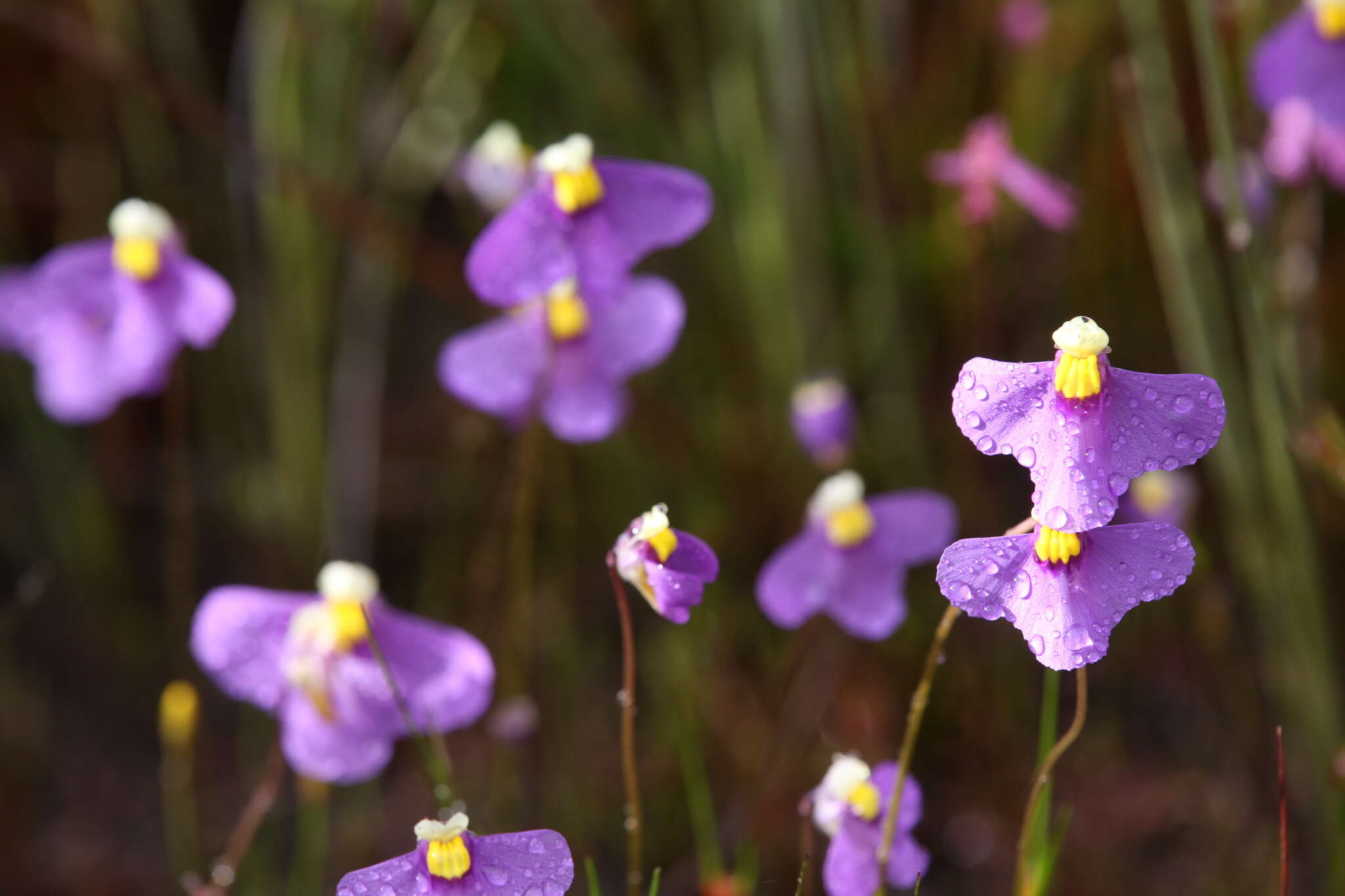 Image de Utricularia benthamii P. Taylor