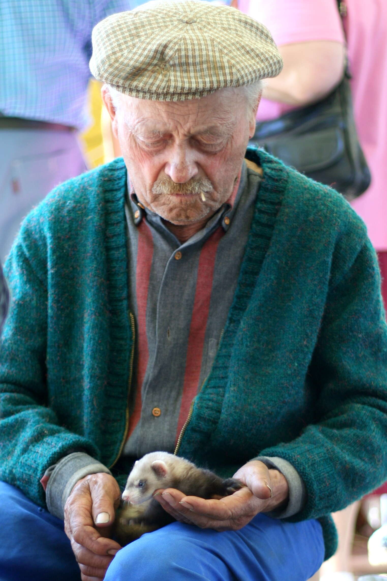 Image of domestic ferret