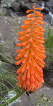 Image of Kniphofia evansii Baker