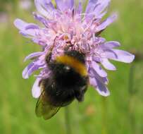 Image of Small garden bumblebee
