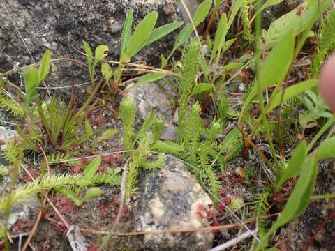 Image of clubmoss