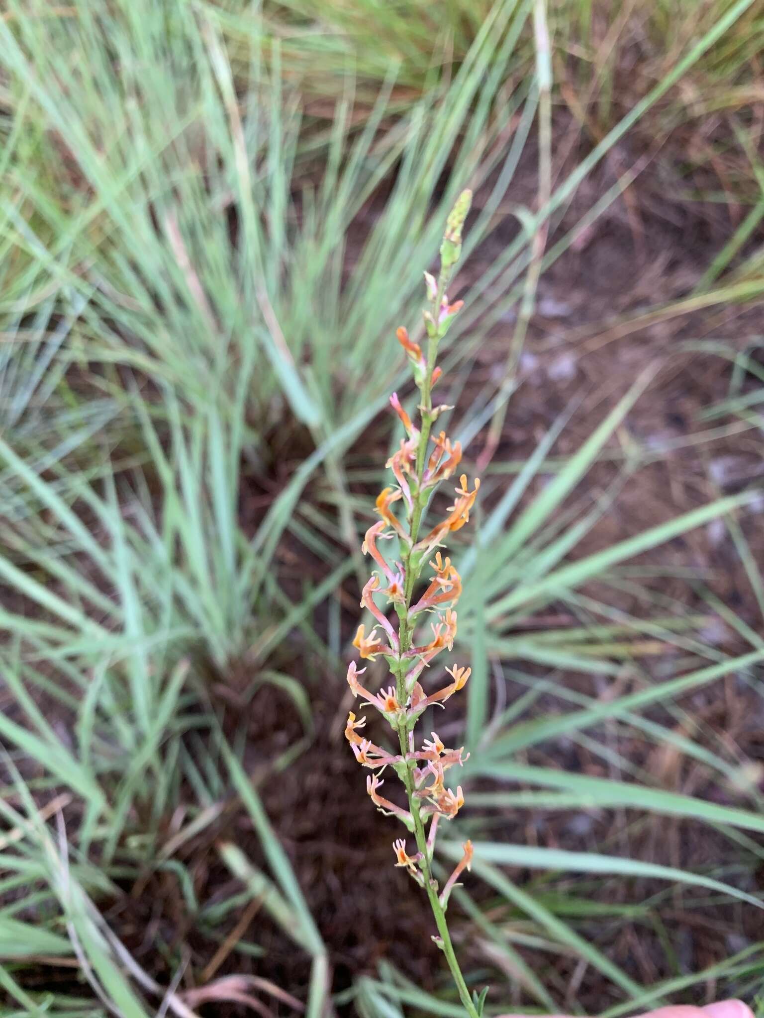 Слика од Hebenstretia angolensis Rolfe