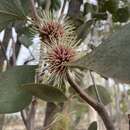 Image of sea urchin hakea