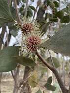 Image de Hakea petiolaris Meissn.