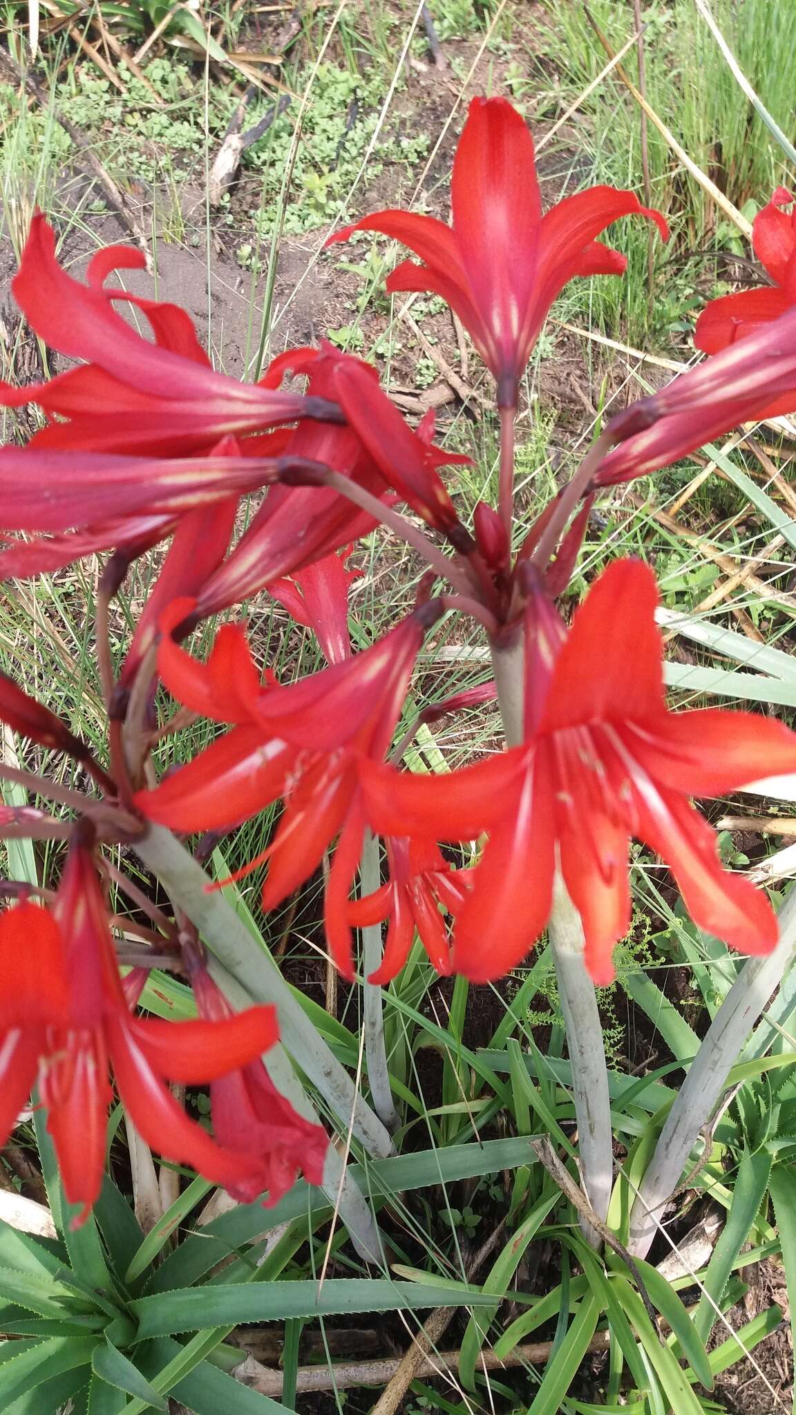 صورة <i>Hippeastrum ramboi</i> R. E. Bastian & Büneker