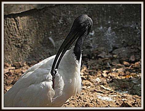 Image of Black-headed Ibis