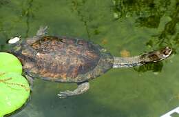 Image of Argentine snake-necked turtle