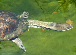 Image of Argentine snake-necked turtle