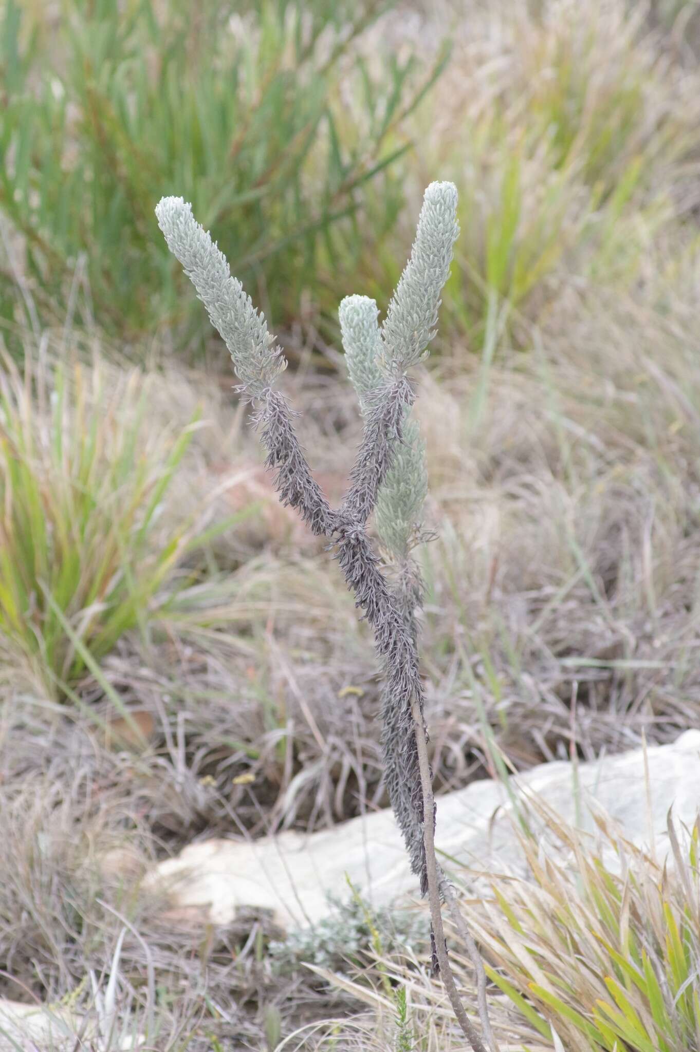 Image of Athanasia pinnata L. fil.