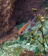 Image of Big-eyed Squirrelfish