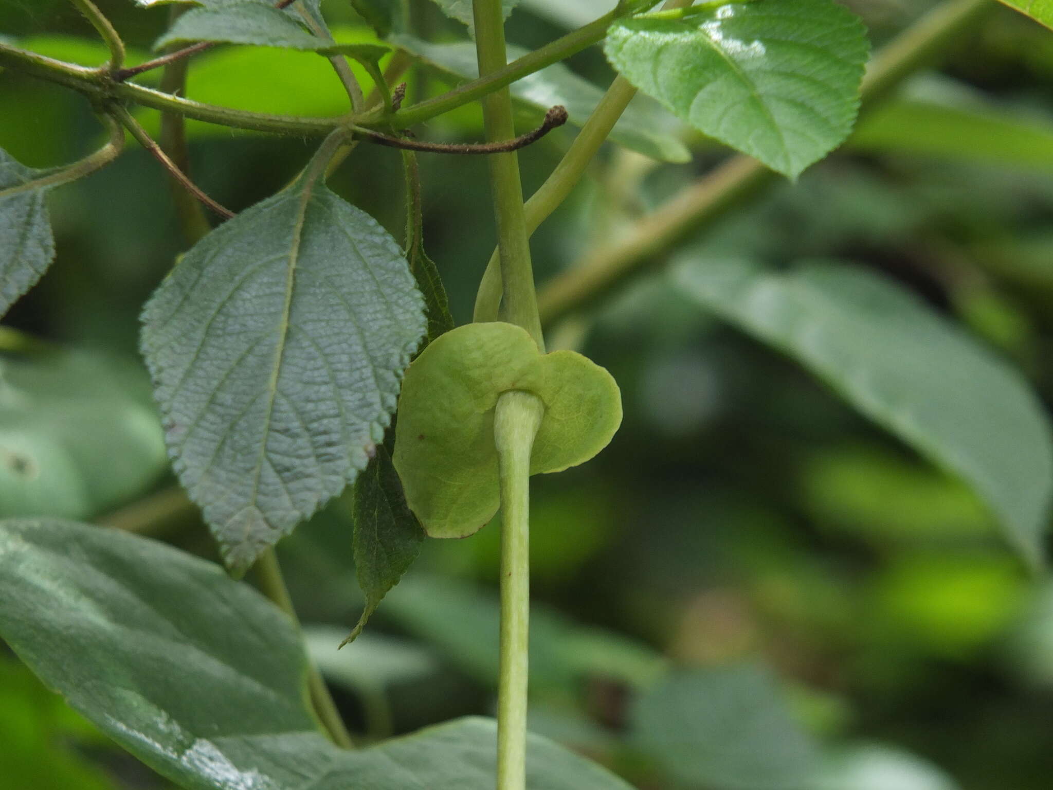 Image of mottled dutchman's pipe