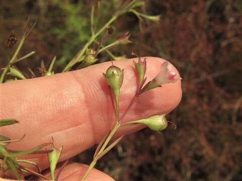 Image of Skinner's false foxglove