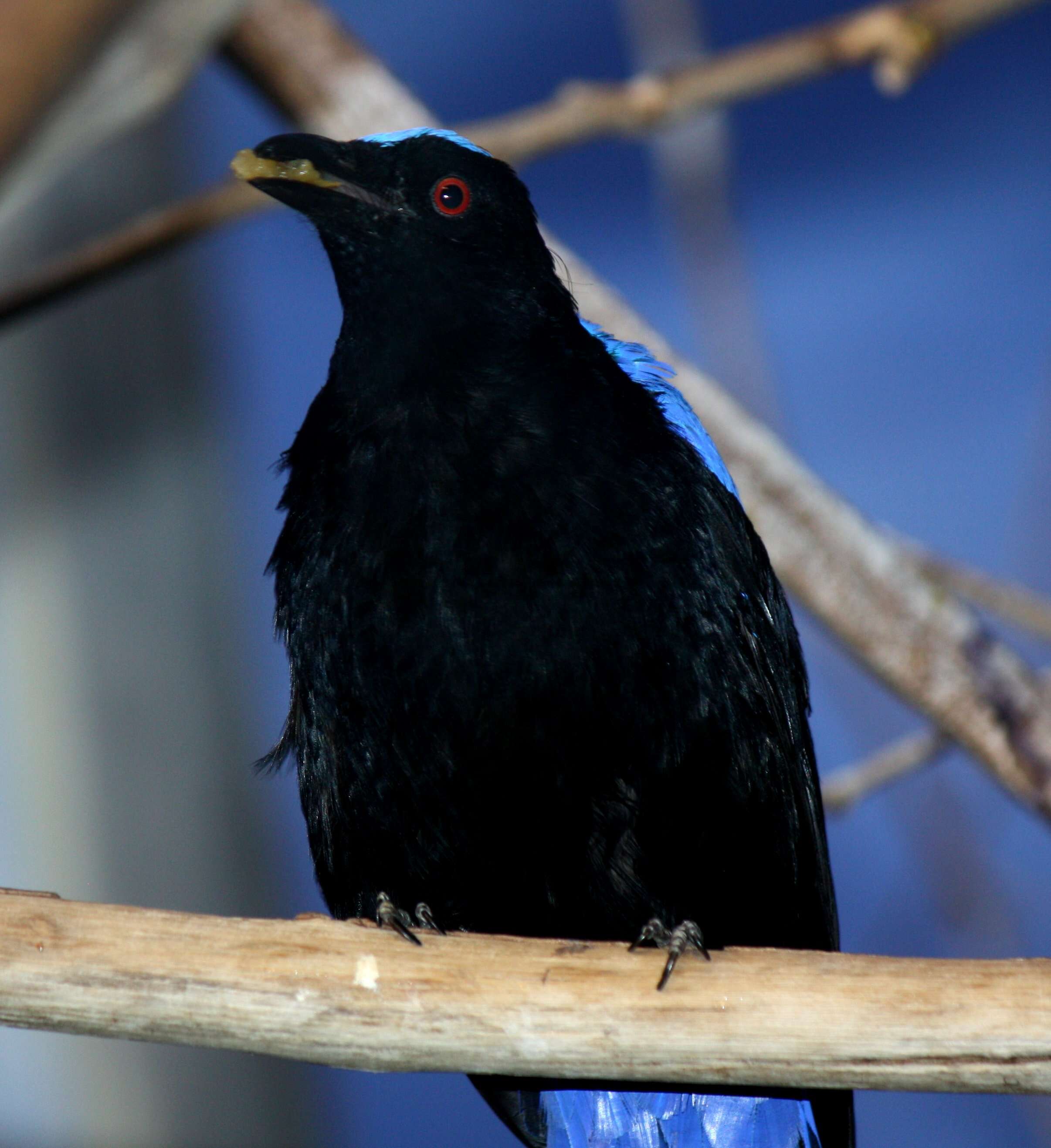 Image of fairy-bluebirds