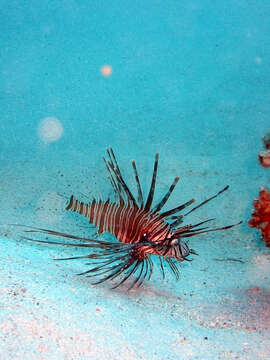 Pterois miles (Bennett 1828) resmi